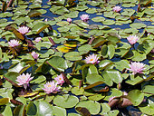 Nymphaea 'Rose Arey'