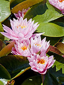 Nymphaea 'Rose Arey'