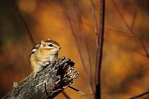 Chipmunks (Tamias striatus) sitting on a branch, Ontario, Canada, North America