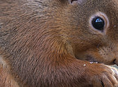 Red squirrel (Sciurus vulgaris) head details, Scotland
