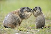 Alpine marmot (Marmota marmota) with young begging for food