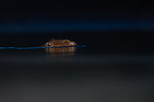 European beaver (Castor fiber) swimming on the surface at night. Dead Arm of the Rhone River, Savoie 73, France