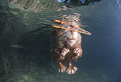 European beaver (Castor fiber) swimming on the surface, Dead Arm of the Rhone River, Savoie, France