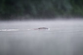 European beaver (Castor fiber) swimming on the surface, in mist, Dead Arm of the Rhone River, Savoie, France