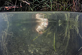 European Beaver (Castor fiber) approaching by curiosity, Dead Arm of the Rhone River, Savoie, France