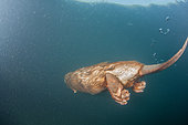 European Beaver (Castor fiber) swimming underwater, Dead Arm of the Rhone River, Savoie, France