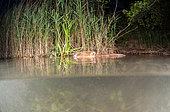European beaver (Castor fiber) motionless on the surface, at night, Dead Arm of the Rhone River, Savoie, France