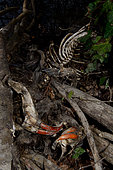 Skeleton of a Beaver (Castor fiber) died because of the continuous growth of its teeth. One of his teeth was probably broken, which prevented him from using them. Isère, France