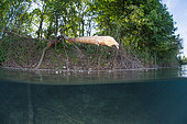 Branch eaten away by a beaver, above the water. Dead Arm of the Rhone River, Savoie, France