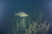 Common carp (Cyprinus carpio) swimming at night in a lake, Savoie, France
