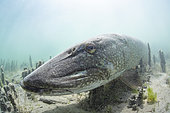 Huge Pike (Esox lucius) over a meter resting on the bottom, Lake Neuchâtel, Canton of Neuchâtel, Switzerland