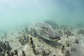 Huge Pike (Esox lucius) over a meter resting on the bottom, Lake Neuchâtel, Canton of Neuchâtel, Switzerland