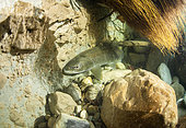 Huge Lake Trout (Salmo trutta lacustris) female, almost 1 m long, Lake Annecy, Haute-Savoie, Alps, France
