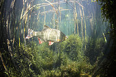 Rudd (Scardinius erythrophthalmus) swimming in reedbed, Lake Neuchâtel, Canton of Neuchâtel, Switzerland