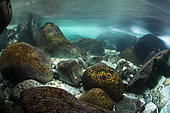 Underwater landscape, slow moving, in the clear waters of the river "livelyt Guiers", Pont Saint-Martin, Savoie, France