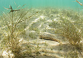 Transalpine Loche (Cobitis bilineata) on the bottom of a lake, Lake Neuchâtel, Canton of Neuchâtel, Switzerland
