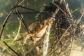 Reproduction of Common Toads (Bufo bufo) and their eggs in a lake, Ain, France