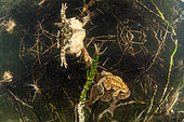 Reproduction of Common Toads (Bufo bufo) and their eggs in a lake, Ain, France