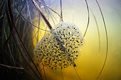European Frog (Rana temporaria) eggs in a peat bog lake, Ain, France.