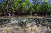 Resurgence of the water table, in the middle of the aquatic vegetation, in the form of small "volcanoes of sand" on the bottom of a dead arm of Ain river, Ain, France