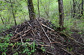 Beaver hut (Castor fiber) on an island, Isère, France
