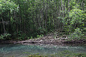 Large European Beaver hut (Castor fiber) on a dead arm of the river Ain, Ain, France