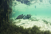 School of Common Breams (Abramis brama), Lake Neuchâtel, Canton of Neuchâtel, Switzerland