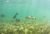 School of Common Breams (Abramis brama), Tenches (Tinca tinca) and Italian Rudds (Scardinius hesperidicus), Lake Neuchâtel, Canton of Neuchâtel, Switzerland