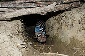Eurasian jay (Garrulus glandarius) collecting roots for its nest, Ain, France