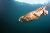 European Beaver (Castor fiber) swimming underwater, Dead Arm of the Rhone River, Savoie, France