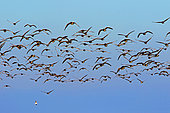 Barnacle Geese (Branta leucopsis) in flight in winter, Baie des Veys, Normandy, France