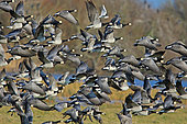 Barnacle Geese (Branta leucopsis) in flight in winter, Baie des Veys, Normandy, France