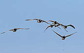Barnacle Geese (Branta leucopsis) in flight in winter, Baie des Veys, Normandy, France