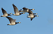 Barnacle Geese (Branta leucopsis) in flight in winter, Baie des Veys, Normandy, France