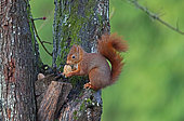 Eurasian red Squirrel (Sciurus vulgaris) with a nut, Normandy, France