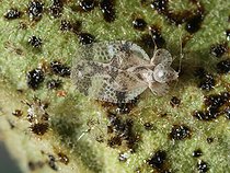 Pear Lace Bug (Stephanitis pyri). Note all black spots that produce their nutrition bites and hence sooty mold.