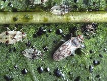 Almond Lace Bug (Monosteira unicostata) on almond leaf. This pest can have several generations in southern Europe and cause the fall of almond leaves. Polyphage, also attacks the cherry trees, pear trees etc. Size of the winged adult: 2 mm.