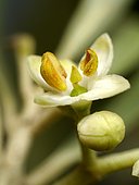 Fleur d'olivier (Olea europaea) avec ses deux étamines et le stigmate au centre qui est l'organe femelle.