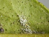 Colony of mites under a lemon tree leaf, with many moults and some eggs.