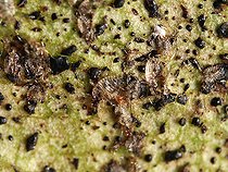Red spider mite (Tetranychus urticae) under a mummy of a Pear Lace Bug (Stephanitis pyri). Note the many black spots due to insect bites and sooty mold.