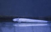 Warasebo (Odontamblyopus lacepedii), Kyushu Island, Japan, marketed fish, to be eaten once dried. This long-lived fish lives in the mud. His head, and especially his strong teeth, earned him the nickname "alien" in reference to the creature of the science fiction film.