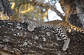 Leopard (Panthera pardus), sleeping cub in a tree, Lower Zambezi National Park, Zambia, Africa
