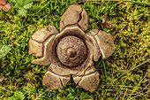 Collared earthstar (Geastrum triplex), Jura, France