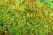 Polytrics and their sporogones in a Jura forest, Haute Chaîne du Jura, France