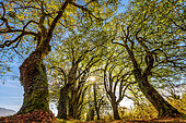 Alley of linden trees in autumn, Bugey, Ain, France