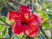 Hibiscus 'Scarlet Giant' in bloom in a garden
