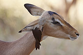 Red-billed Oxpeckers (Buphagus erythrorhynchus) deworming the ear of a female Impala (Aepyceros melampus), Kruger, South Africa