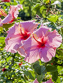 Hibiscus rosa-sinensis 'The President'