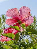 Hibiscus 'Scarlet Giant' in bloom in a garden