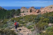 Descent of Capu d'Orto through the scrubland, in the background, the Gulf of Porto, Corsica, France